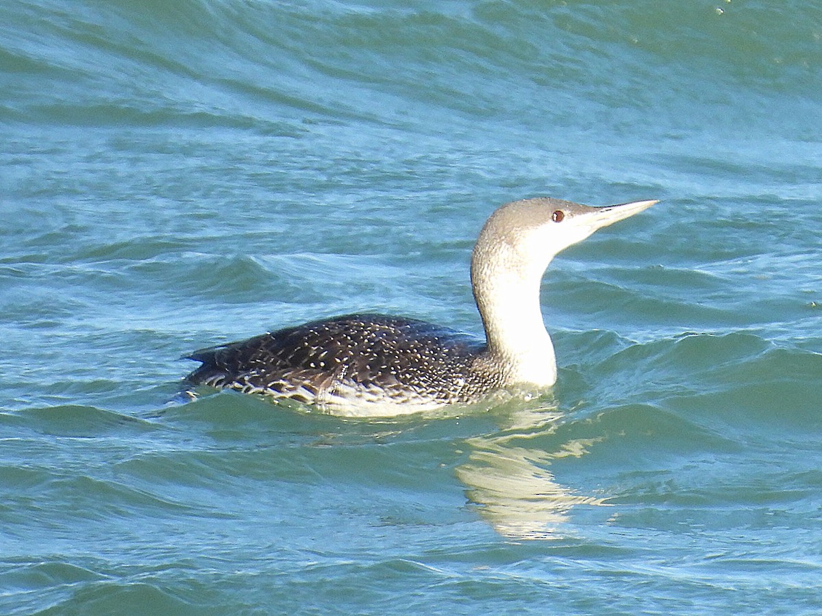 Red-throated Loon - ML615935596