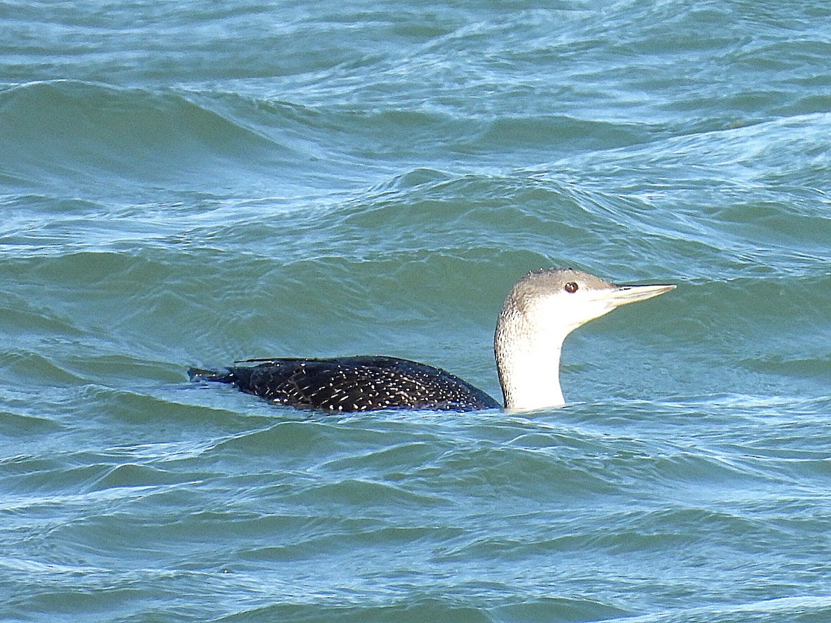 Red-throated Loon - ML615935597