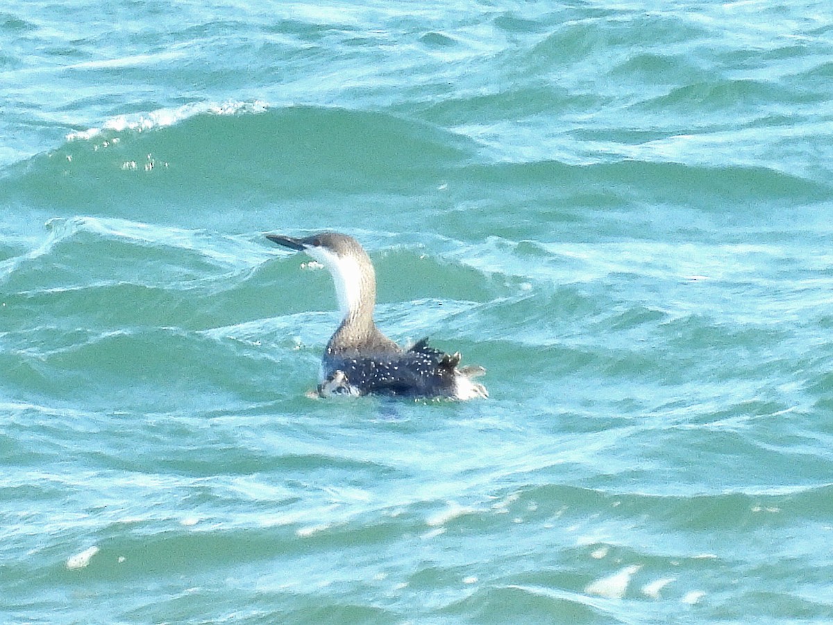 Red-throated Loon - ML615935598