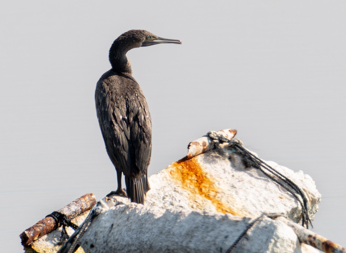 Socotra Cormorant - ML615935607