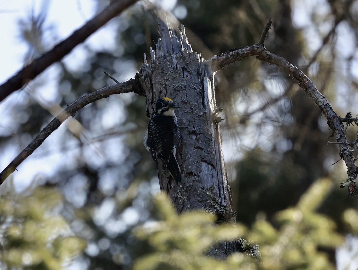 American Three-toed Woodpecker - larry nigro