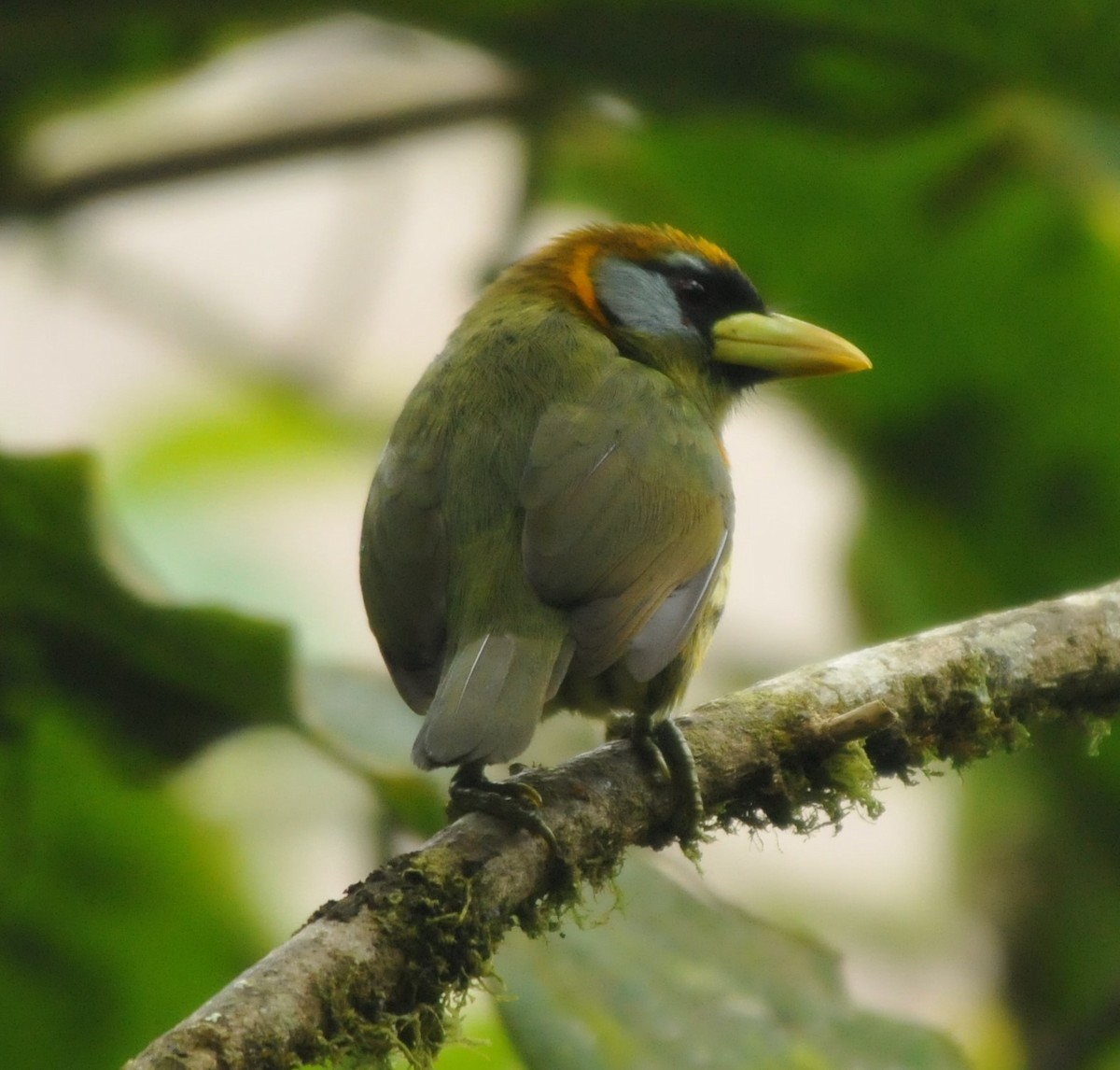 Kırmızı Başlı Barbet - ML615935620