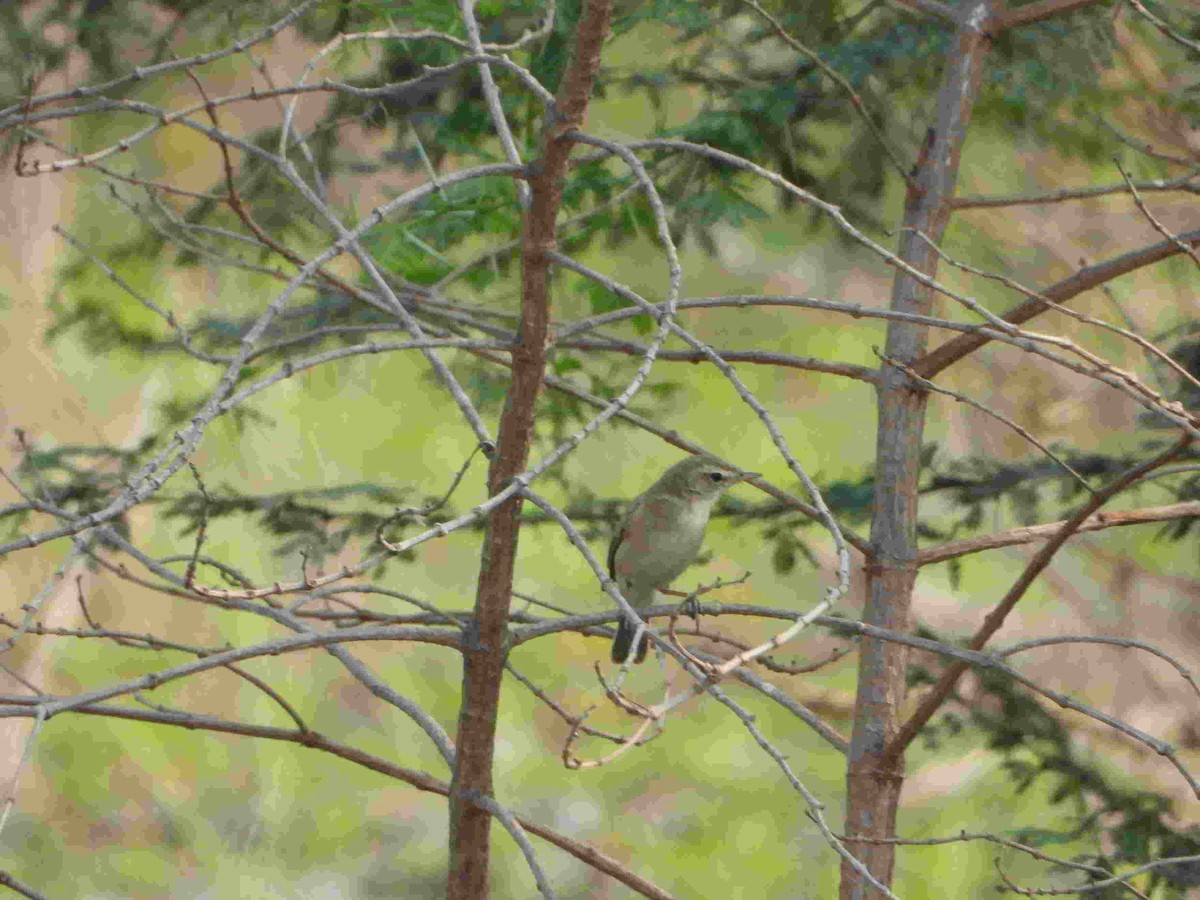 Booted Warbler - ML615935639