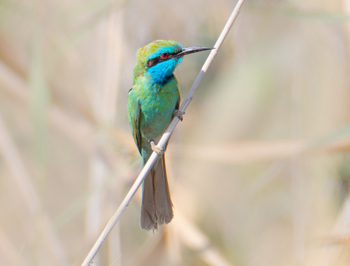 Arabian Green Bee-eater - ML615935708