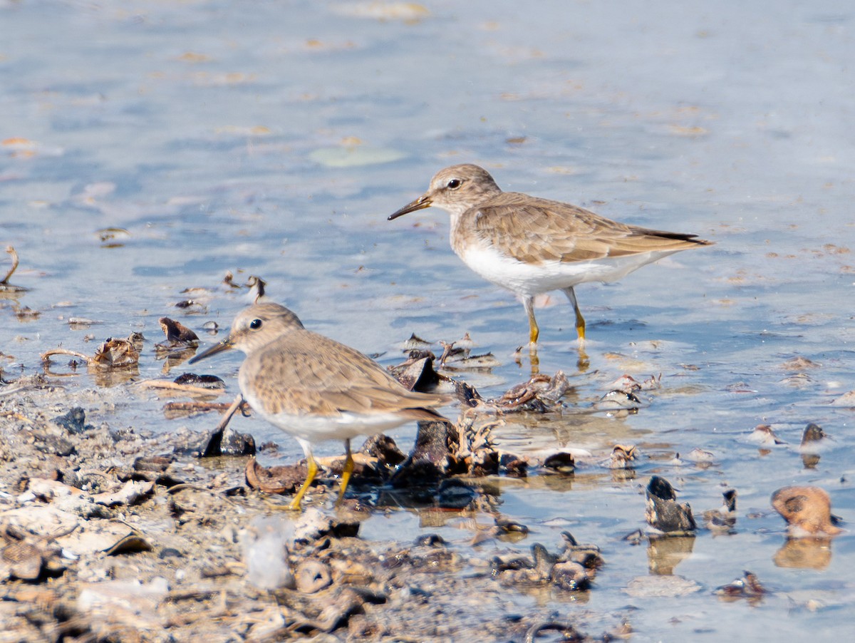 Temminck's Stint - ML615935720