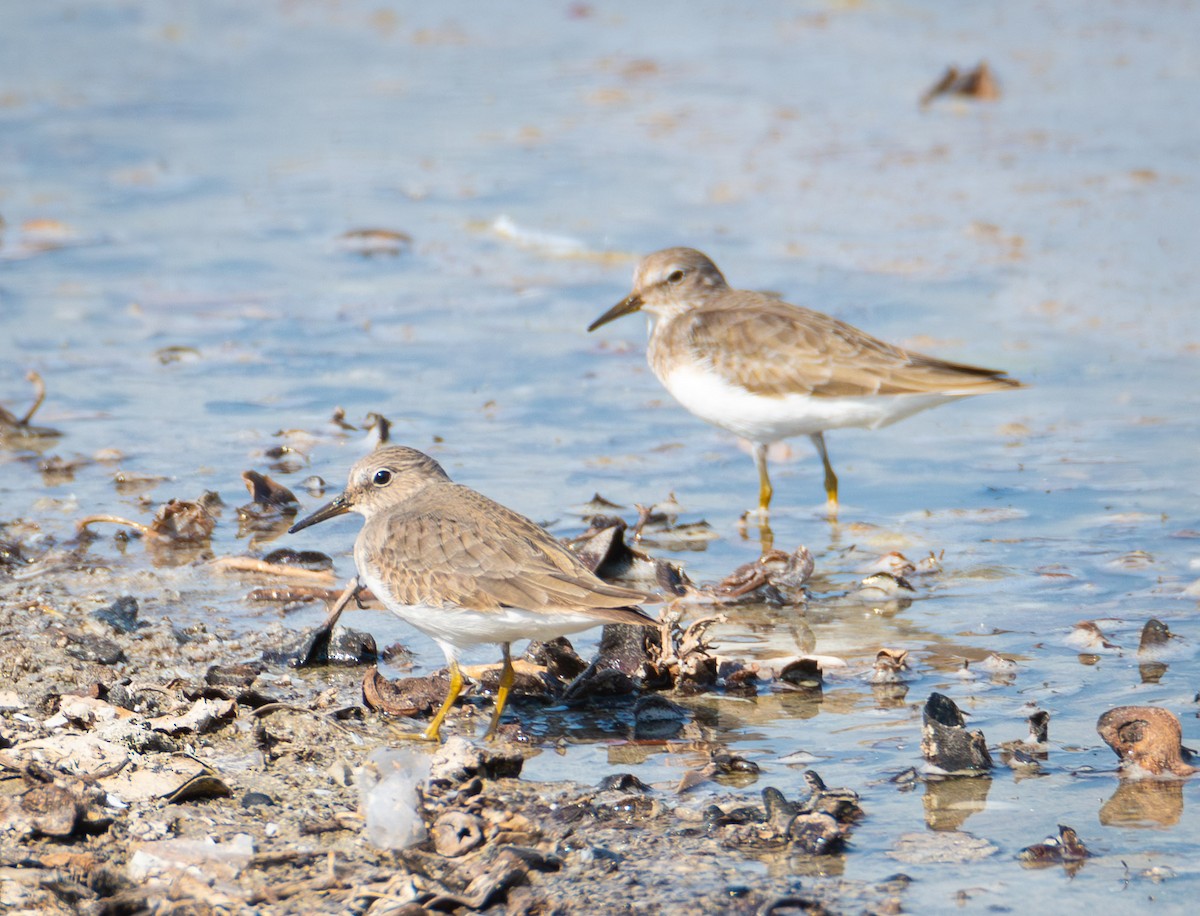 Temminck's Stint - ML615935721