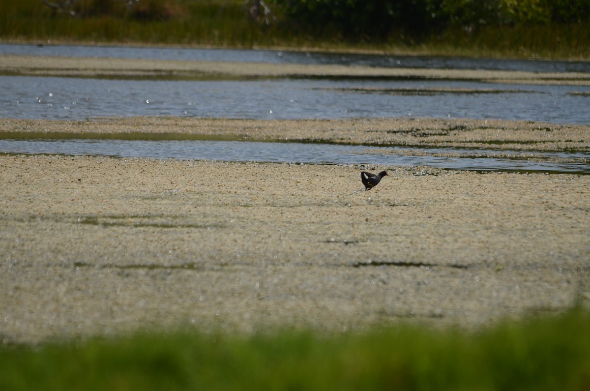 Common Gallinule - ML615935787