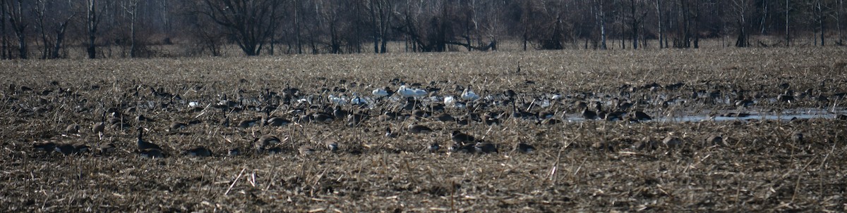 Tundra Swan - ML615935804