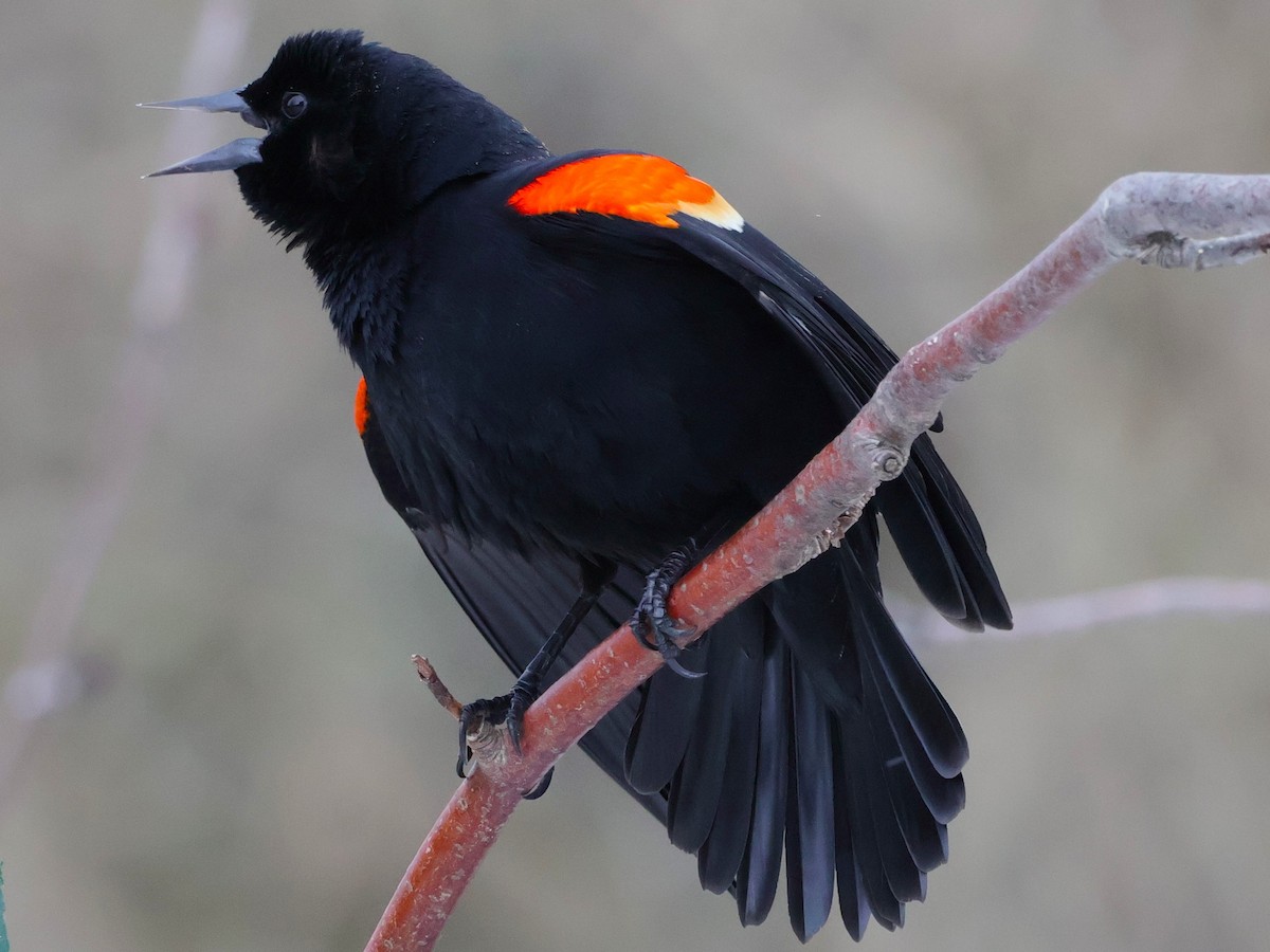 Red-winged Blackbird - Steve Decker