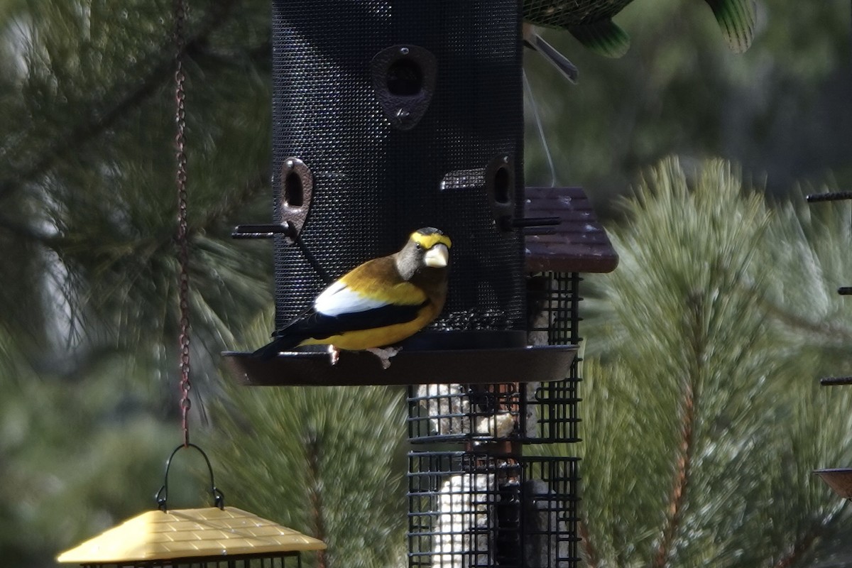 Evening Grosbeak - ML615935811