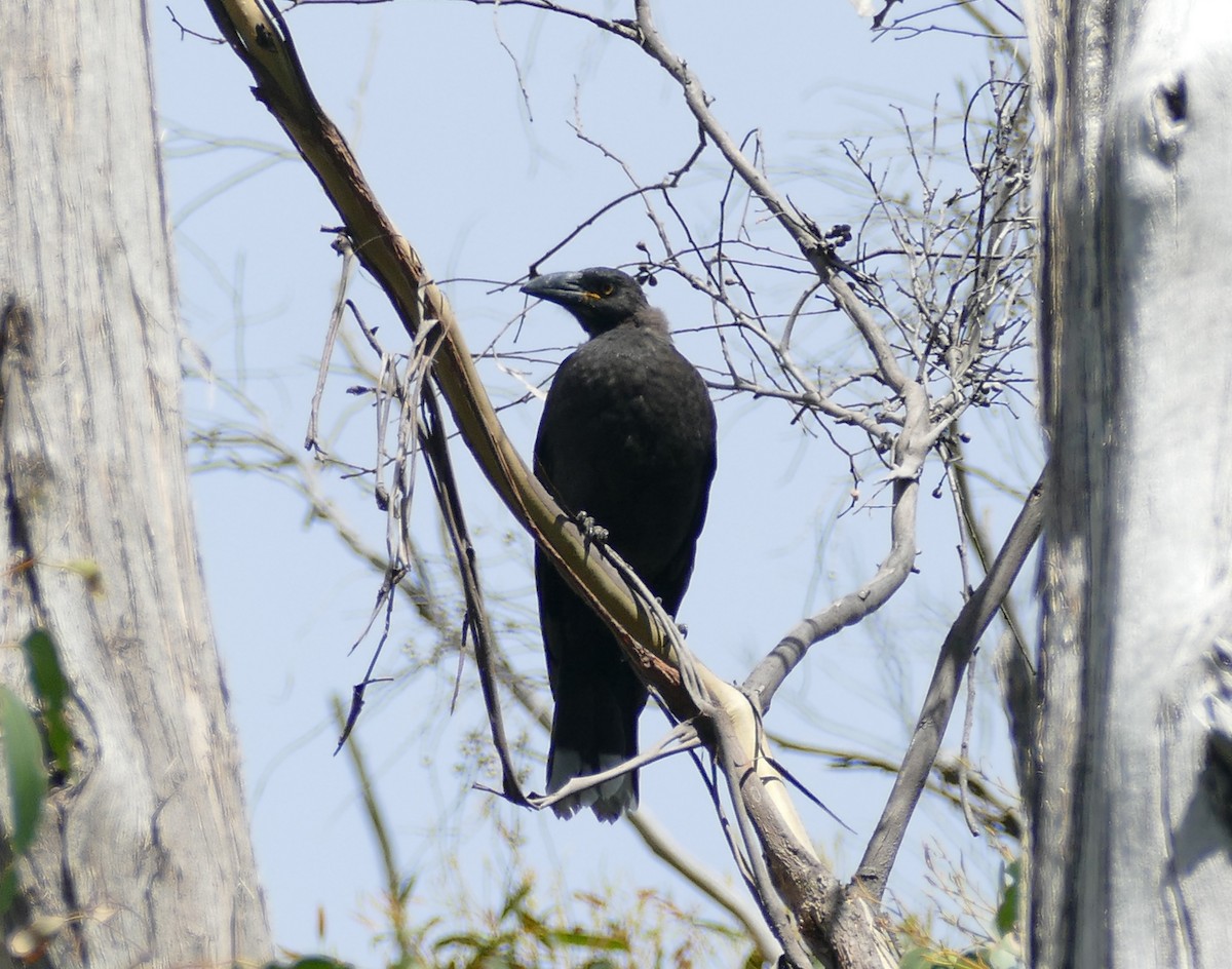 Black Currawong - ML615935828