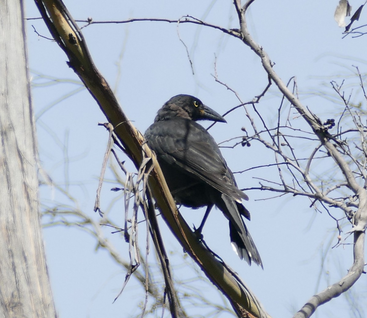 Black Currawong - ML615935831