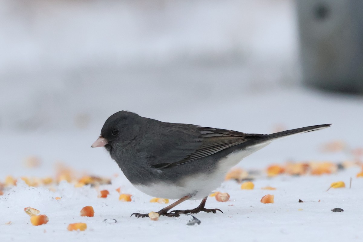 Dark-eyed Junco - Steve Decker