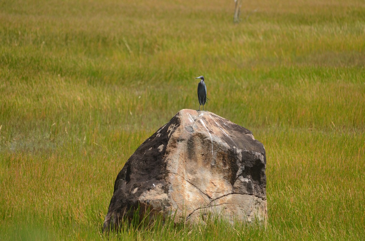 Little Blue Heron - Kevin Empey