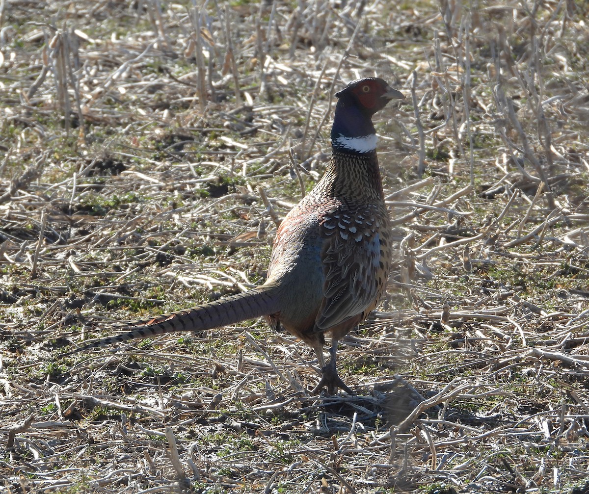 Ring-necked Pheasant - ML615935869