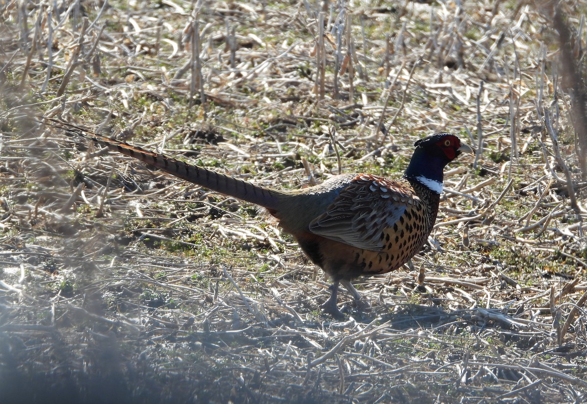 Ring-necked Pheasant - ML615935874