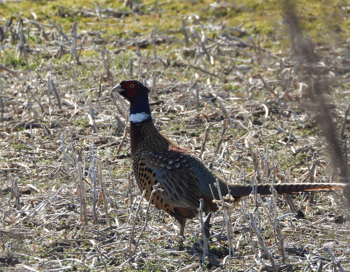 Ring-necked Pheasant - ML615935875