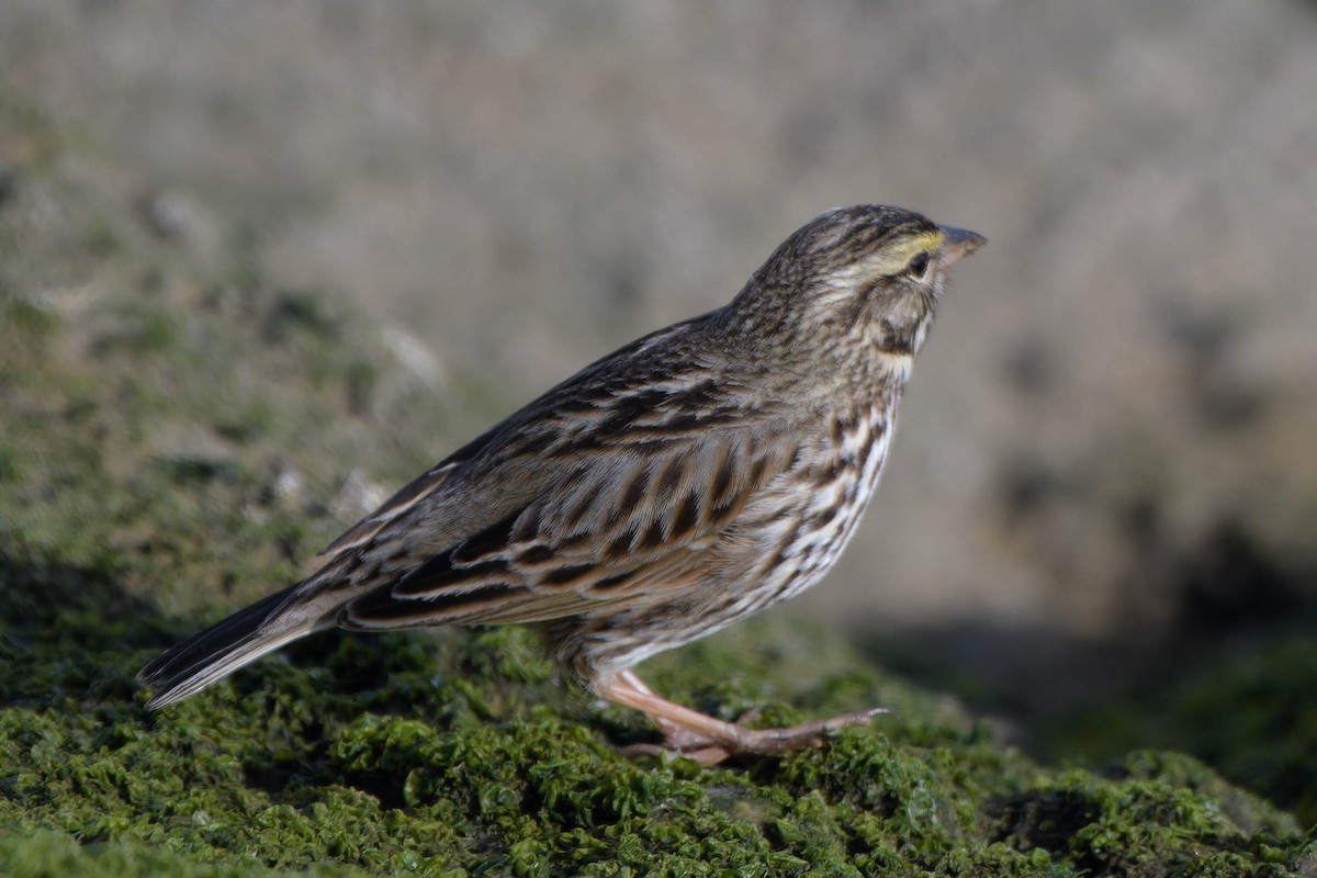 Savannah Sparrow - ML615935880