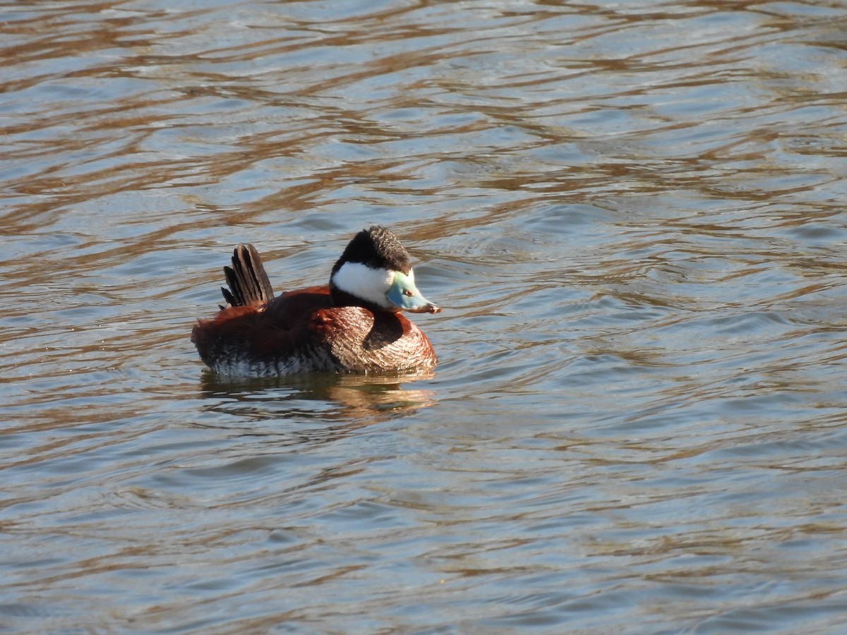 Ruddy Duck - ML615935904