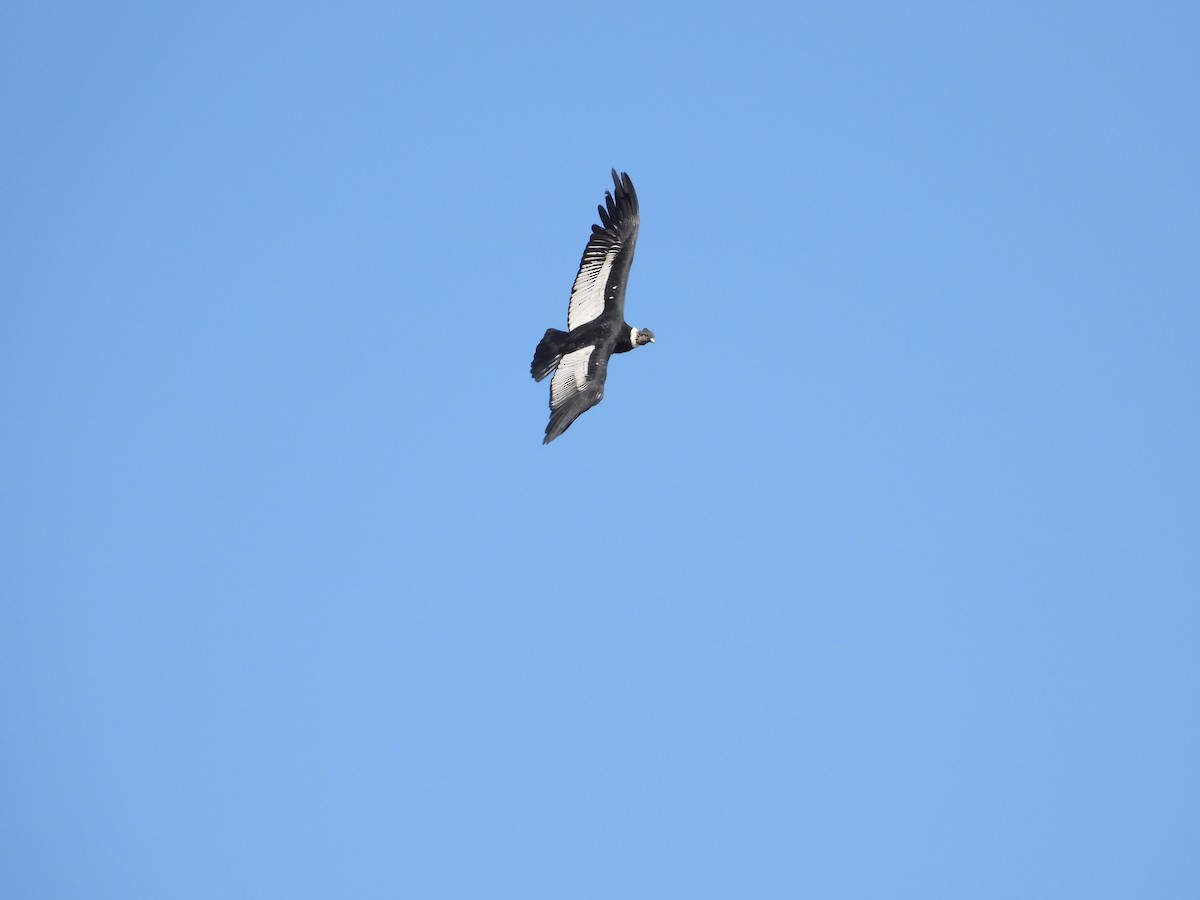 Andean Condor - ML615935964