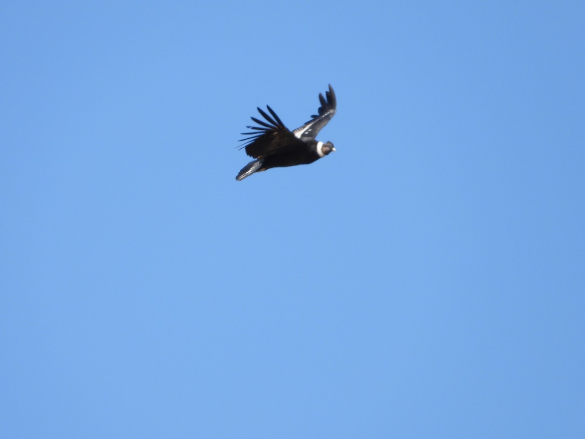 Andean Condor - ML615935966