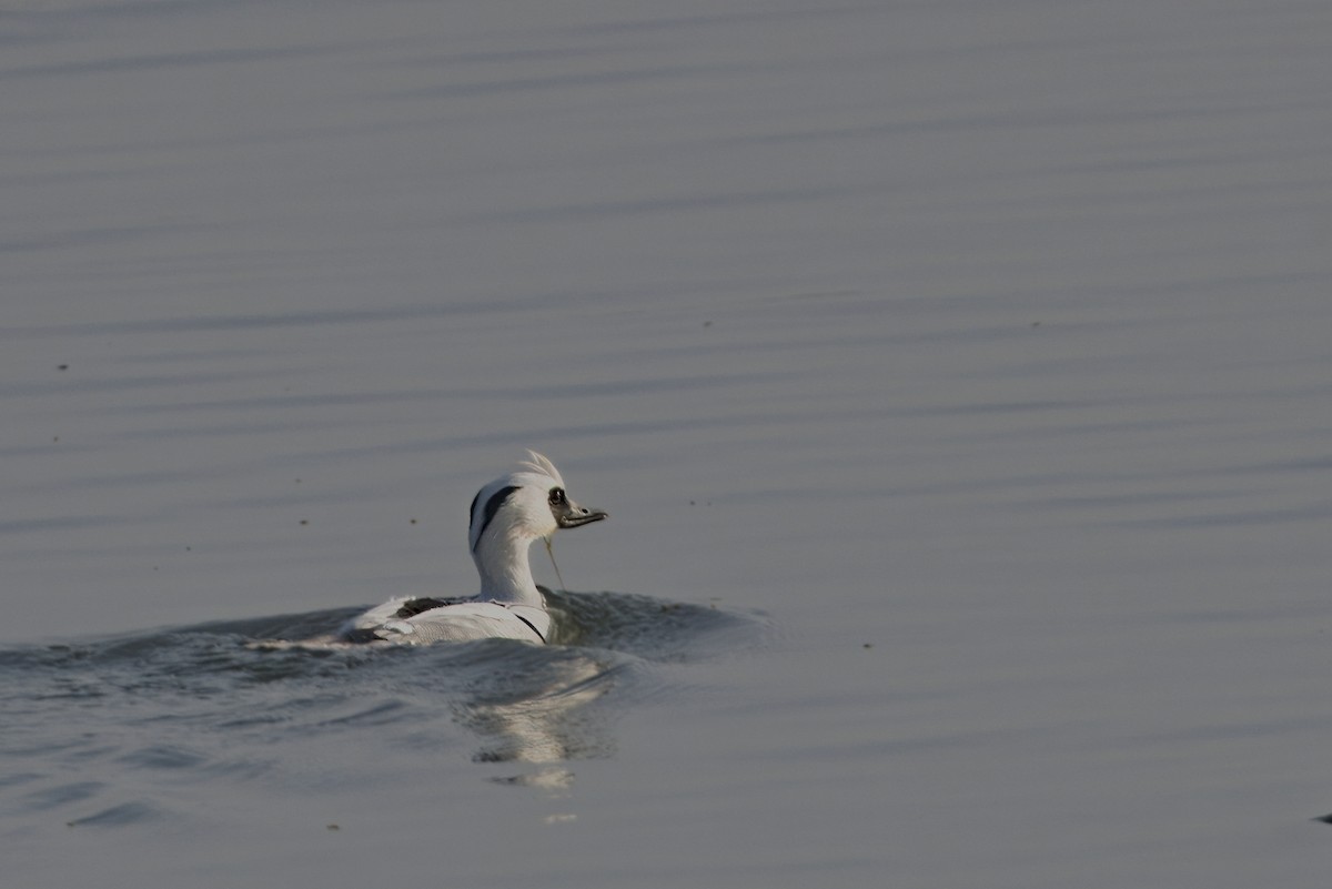 Smew - ML615935981