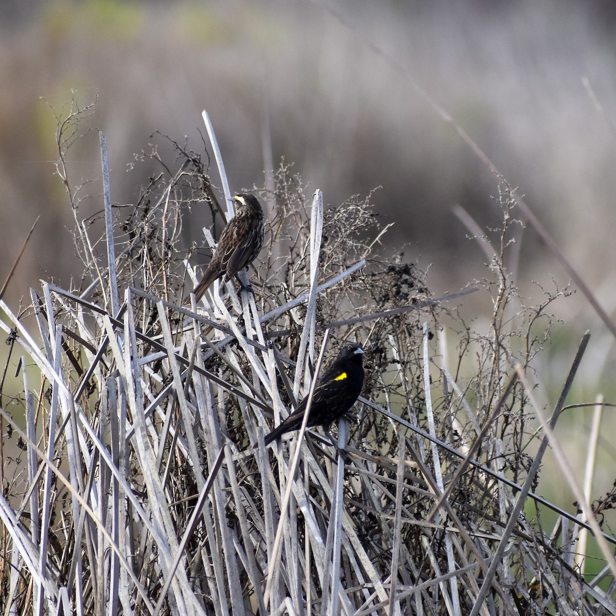 Yellow-winged Blackbird - ML615936016