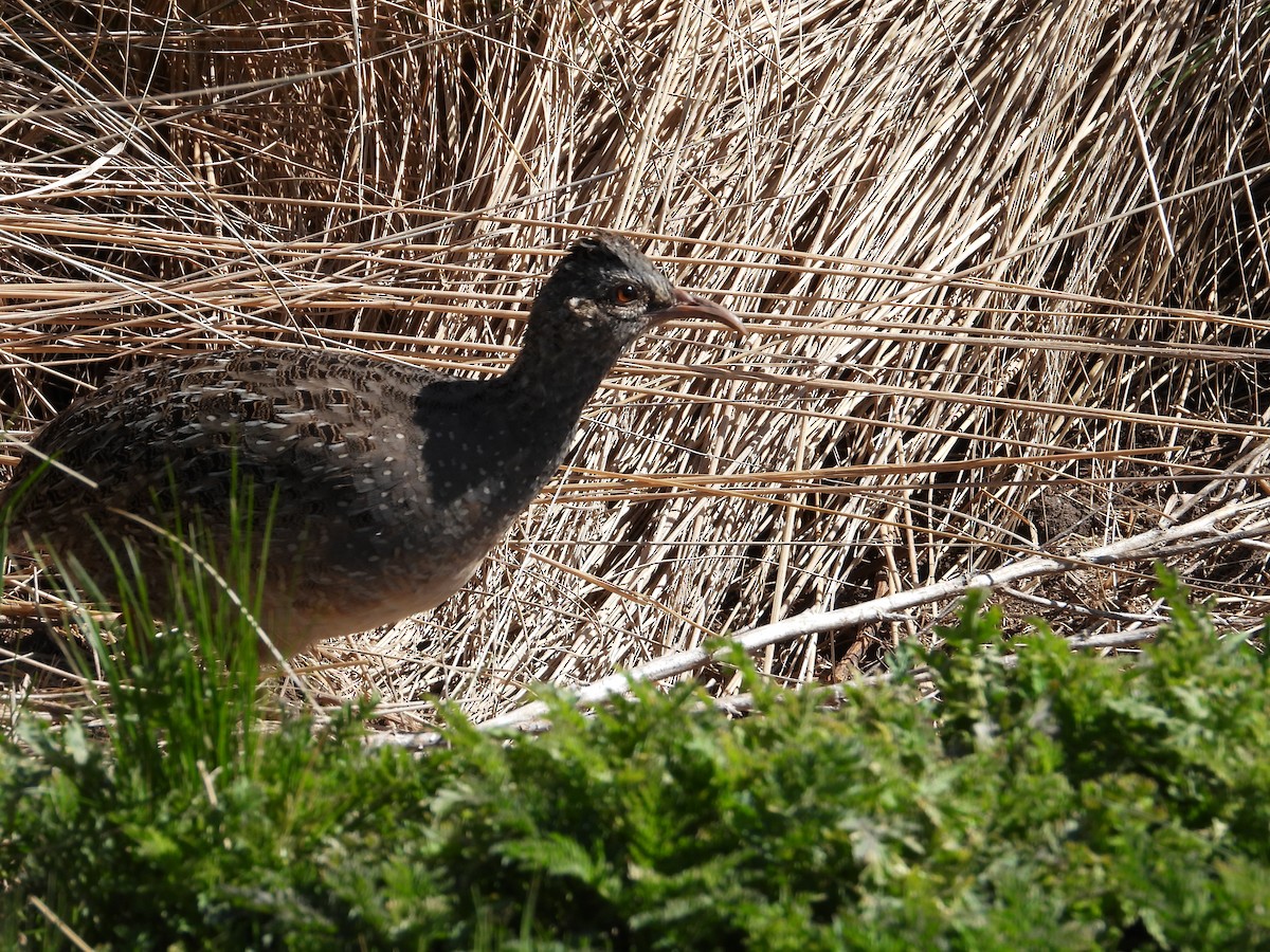 Brushland Tinamou - Más Aves