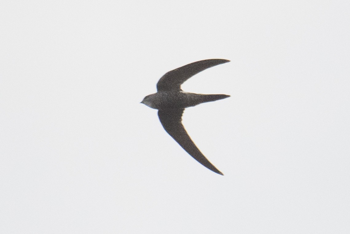 Pacific Swift - ML615936207