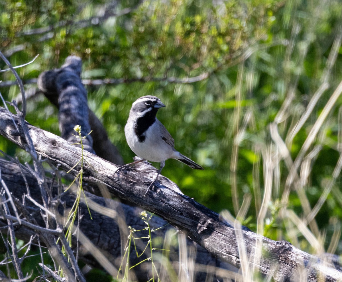 Black-throated Sparrow - Tim Ward