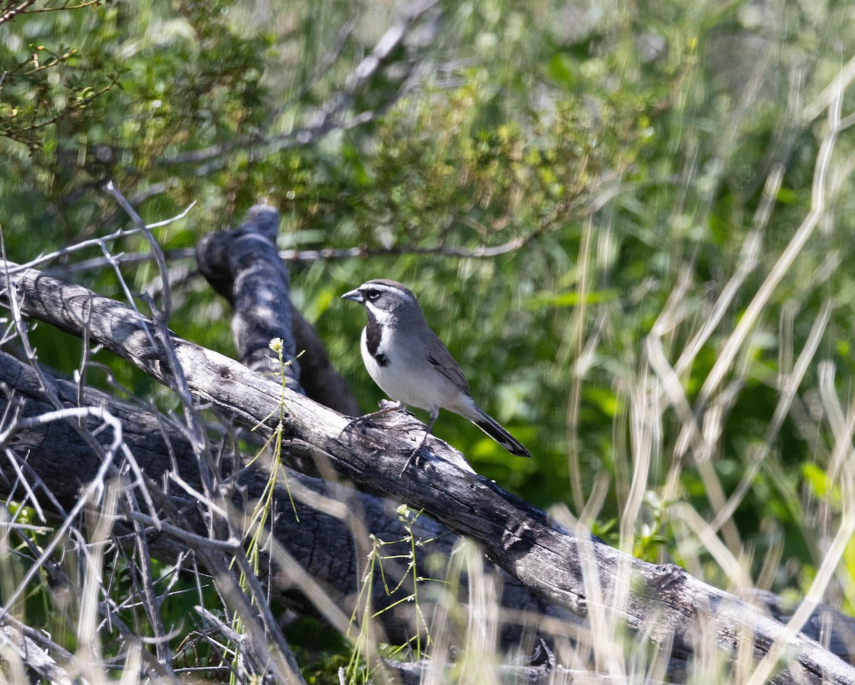 Black-throated Sparrow - Tim Ward