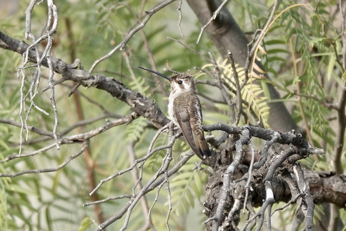 Plain-capped Starthroat - ML615936264