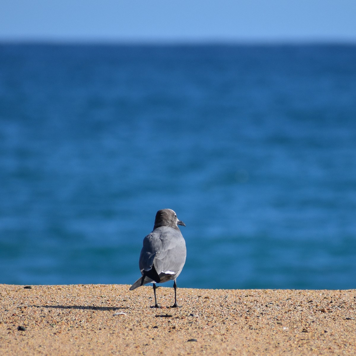 Gray Gull - ML615936291