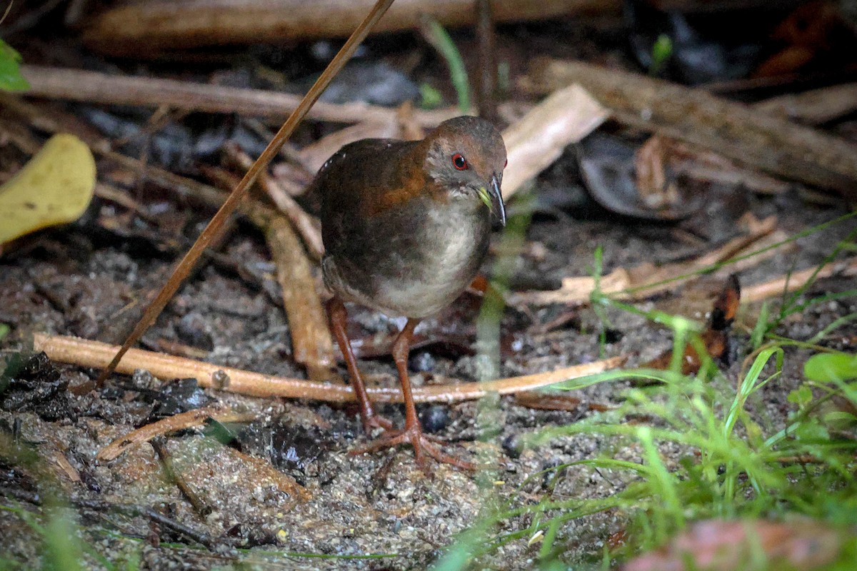 Red-and-white Crake - ML615936314