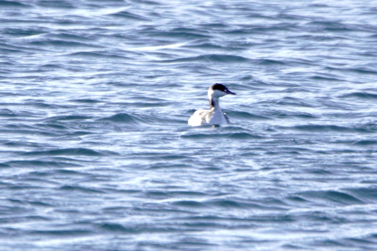 Horned Grebe - ML615936346