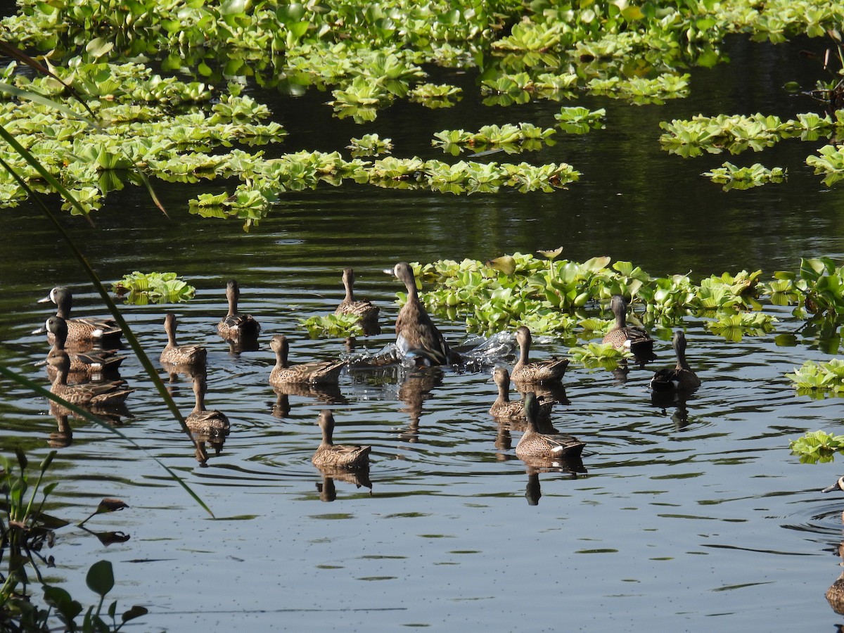 Blue-winged Teal - ML615936466