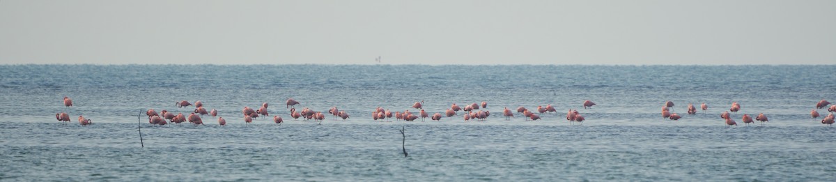 Amerika Flamingosu - ML615936476