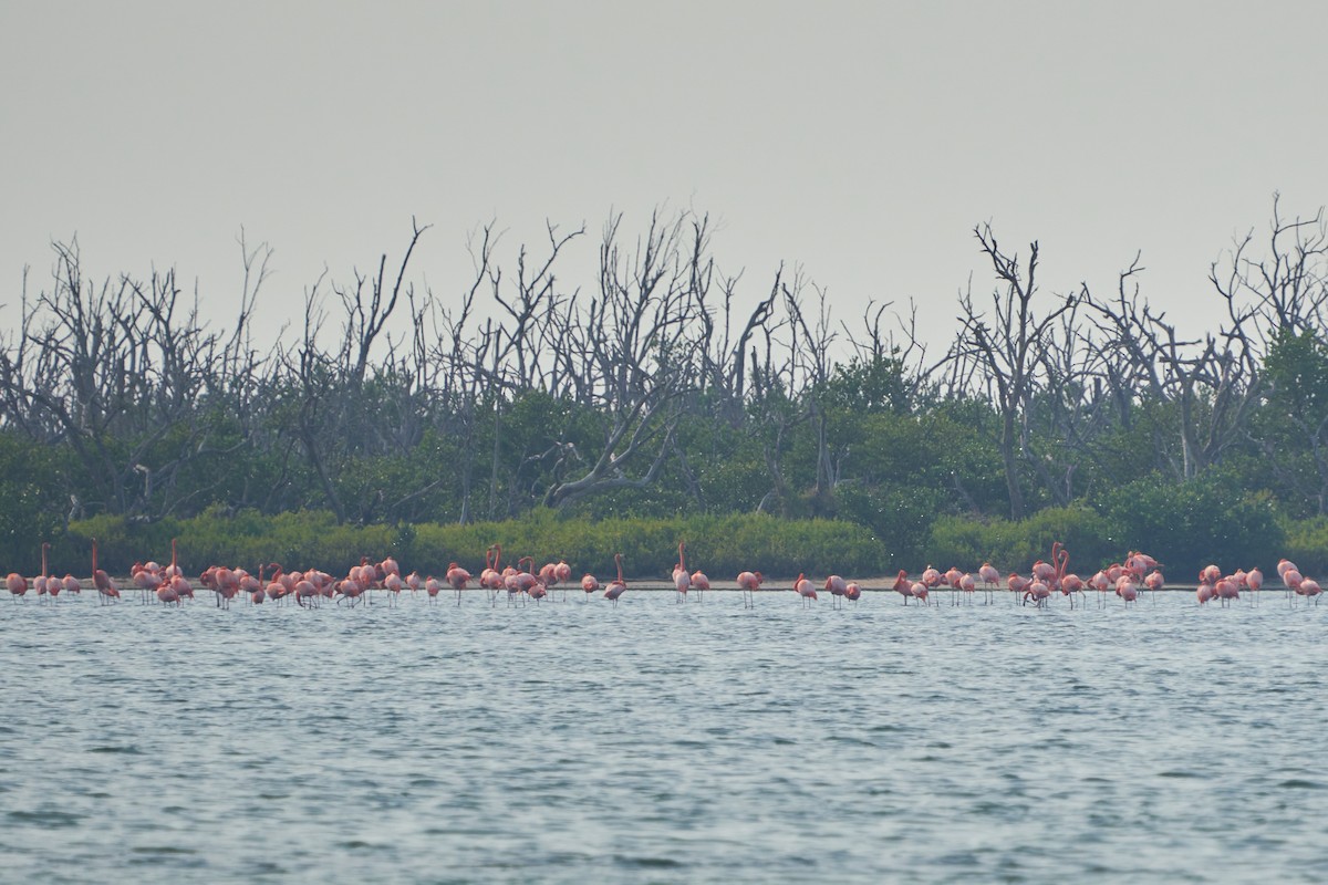 Amerika Flamingosu - ML615936477