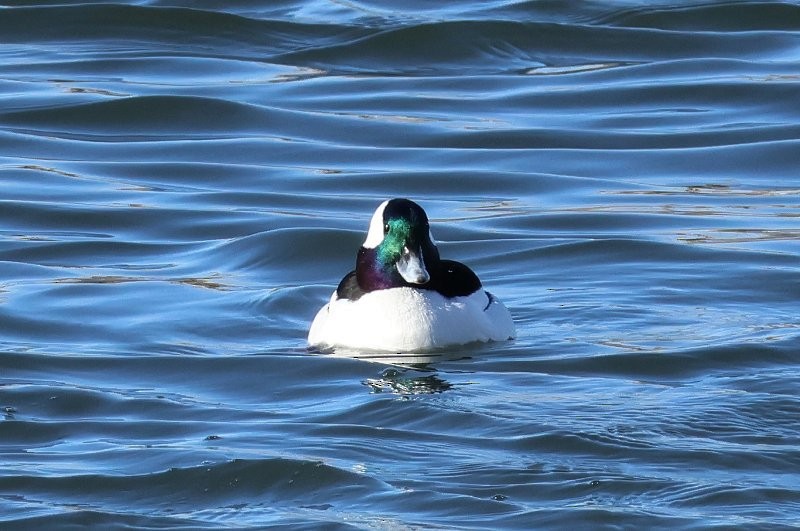 Bufflehead - ML615936529