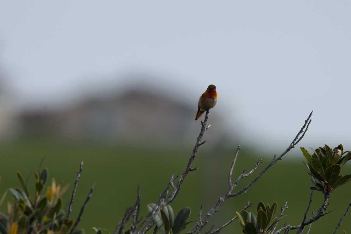 Allen's Hummingbird - Deanna McLaughlin