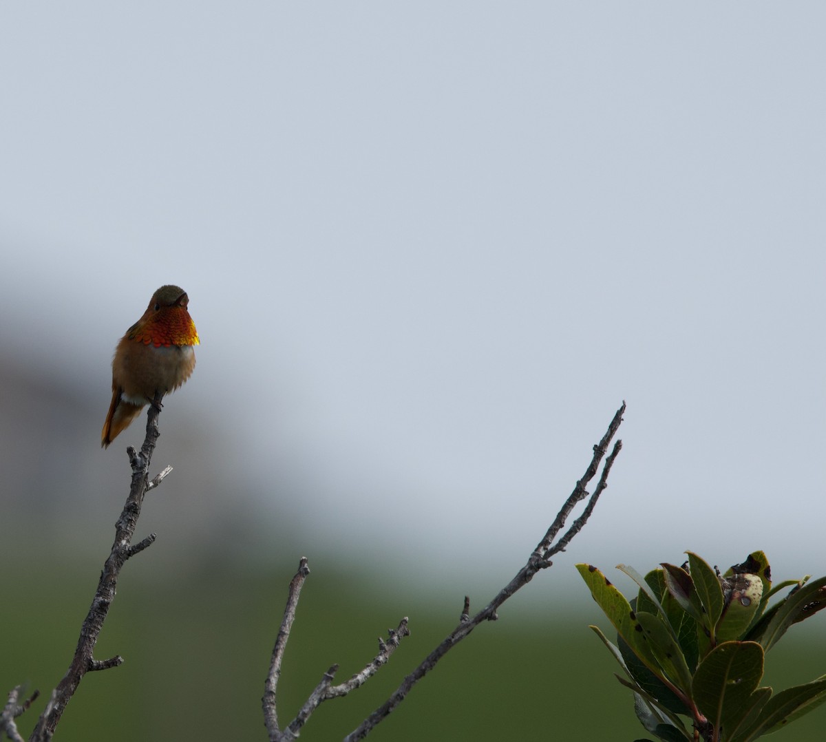 Allen's Hummingbird - Deanna McLaughlin