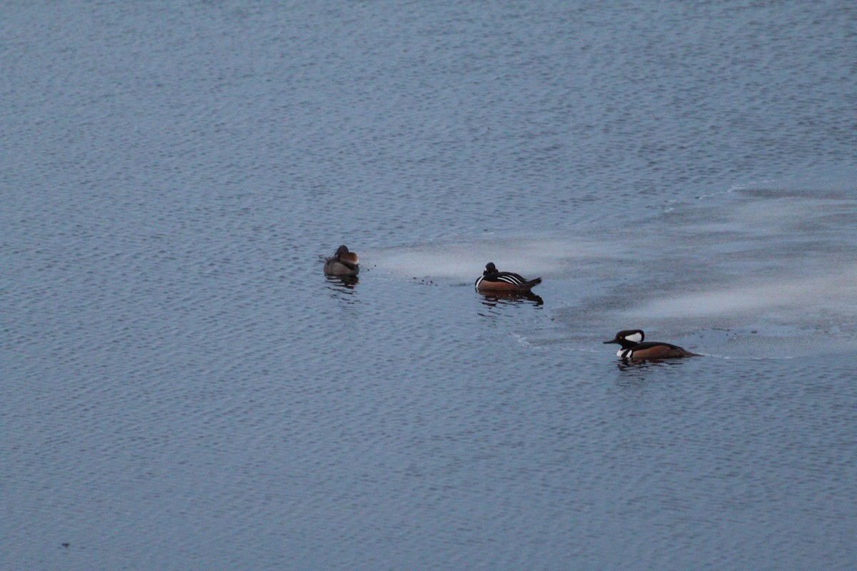 Hooded Merganser - ML615936601