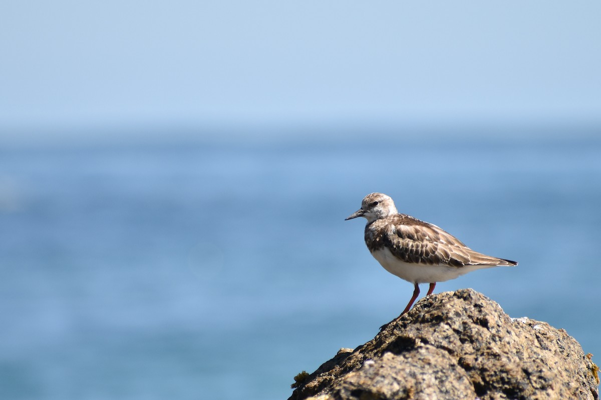 Ruddy Turnstone - Edgardo Vargas Álvarez