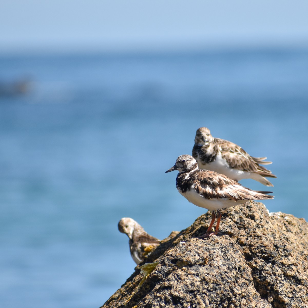 Ruddy Turnstone - Edgardo Vargas Álvarez