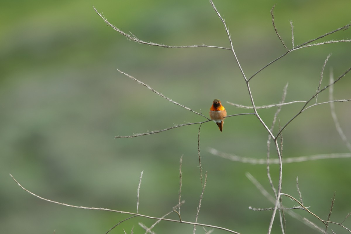 Colibrí de Allen - ML615936646