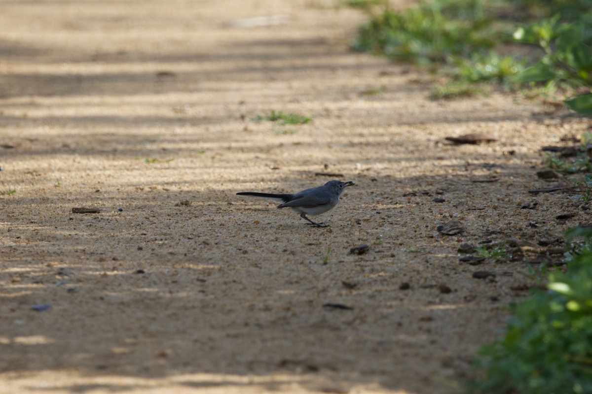 California Gnatcatcher - Deanna McLaughlin