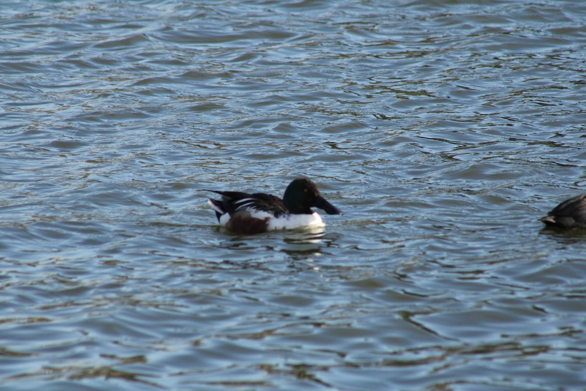 Northern Shoveler - ML615936677