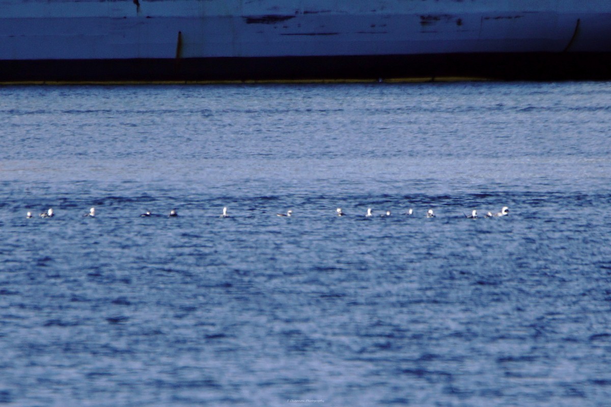 Long-tailed Duck - ML615936687