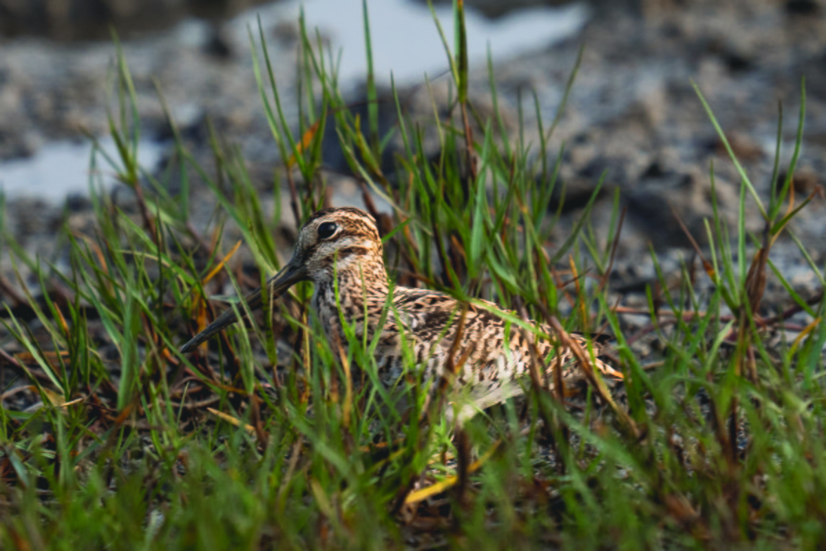 Pin-tailed Snipe - AJAY ARNOLD