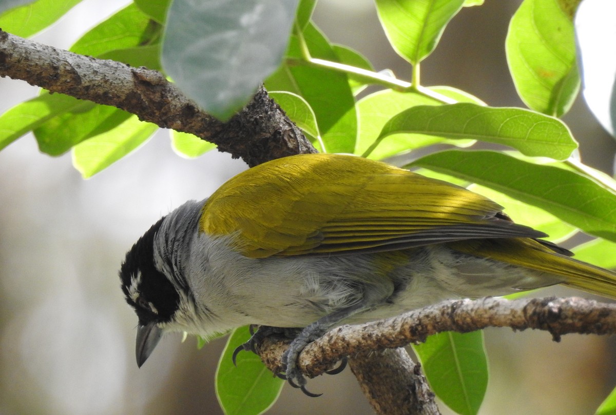 Black-crowned Palm-Tanager - ML615936749